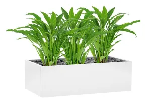 Flora Calathea Potted Bush with 55 Leaves 820mm H - Set of 3